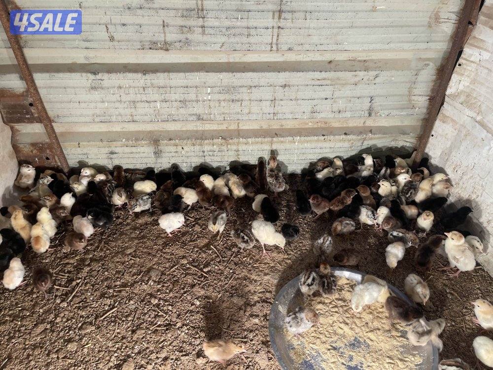 للبيع صيصان دجاج1