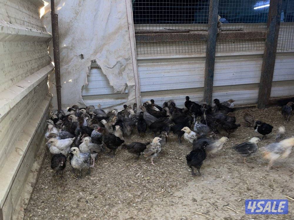 للبيع صيصان دجاج2