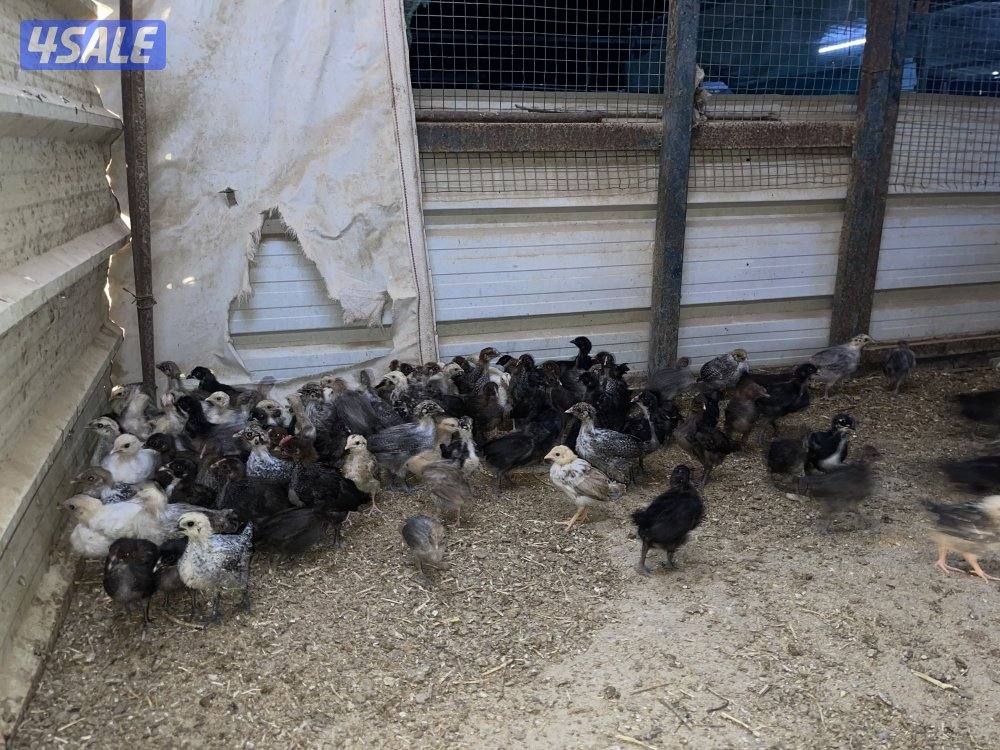 للبيع صيصان دجاج3