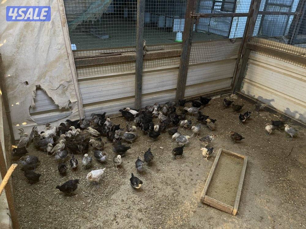 للبيع صيصان دجاج4