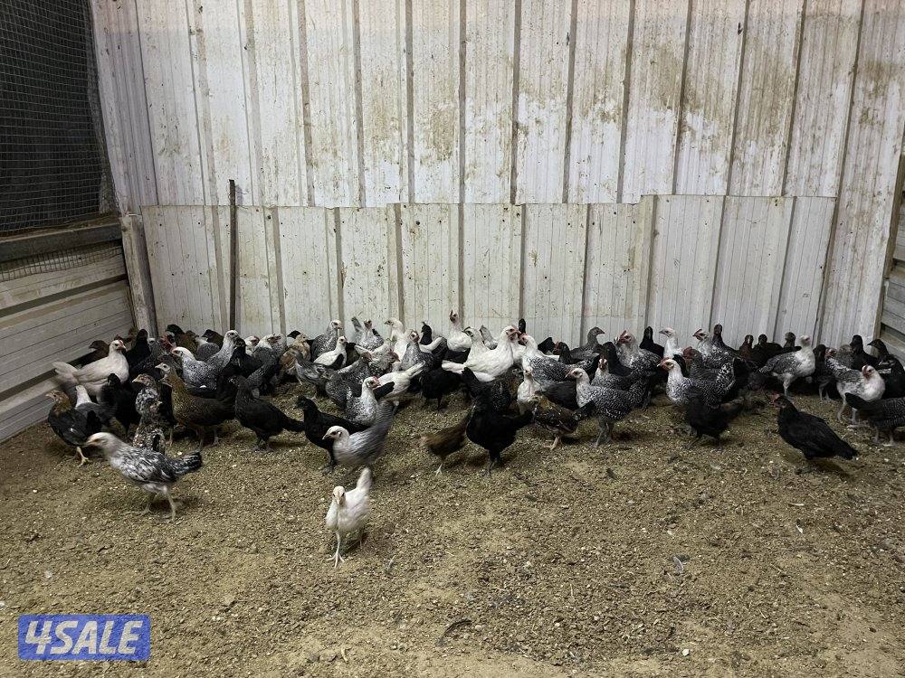 للبيع صيصان دجاج6