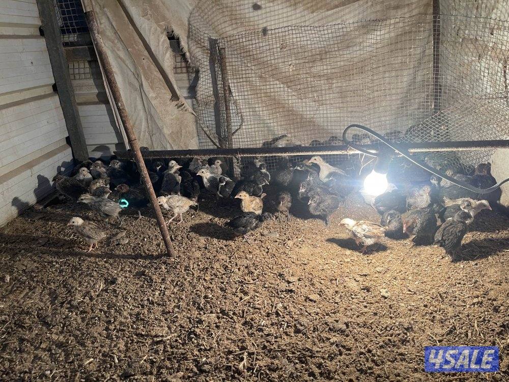 للبيع صيصان دجاج5