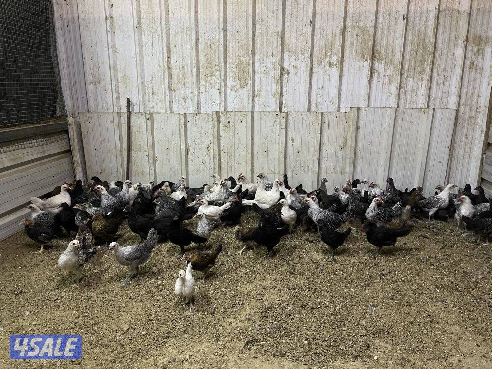 للبيع صيصان دجاج7