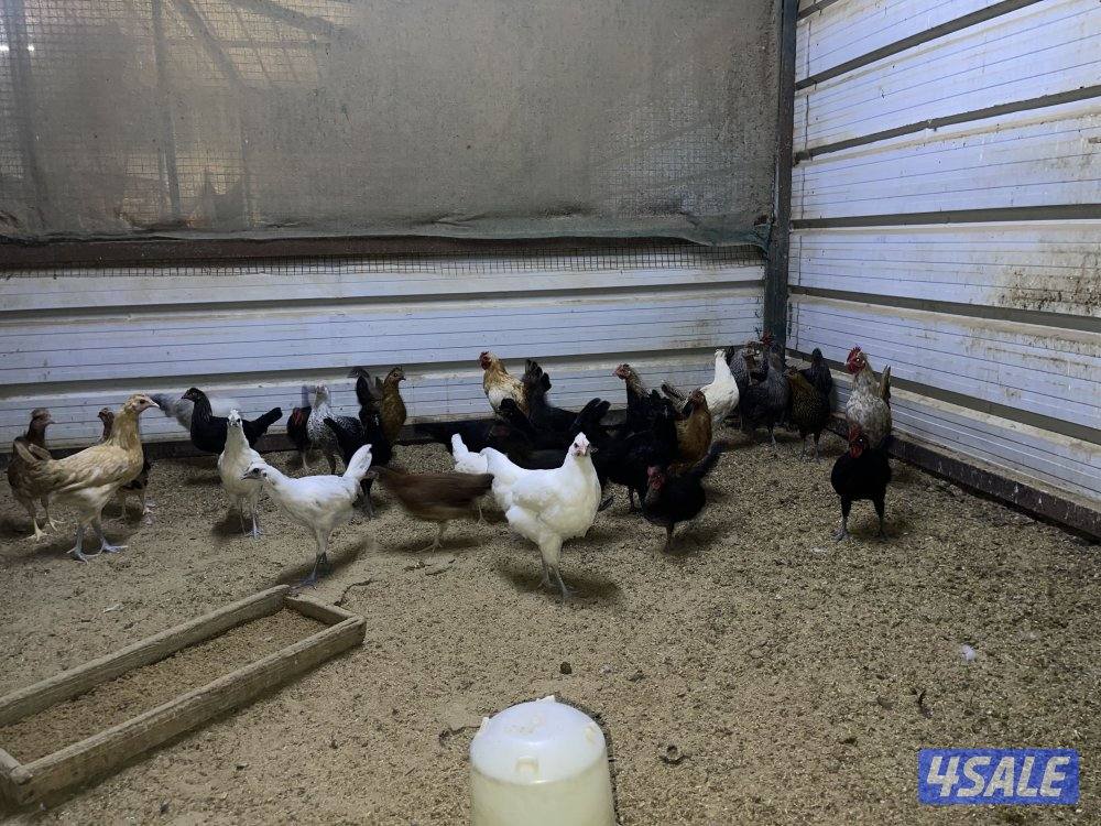 للبيع صيصان دجاج10
