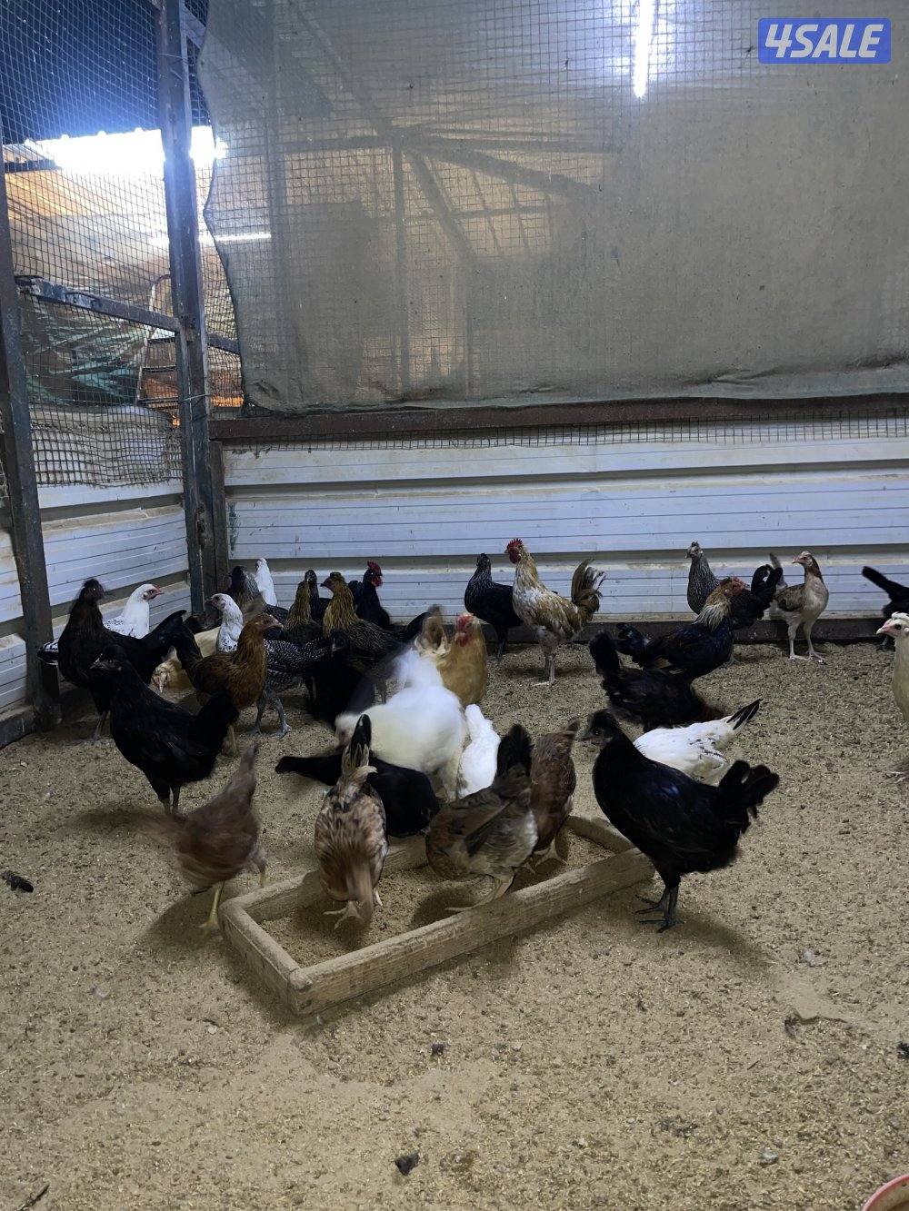 للبيع صيصان دجاج11