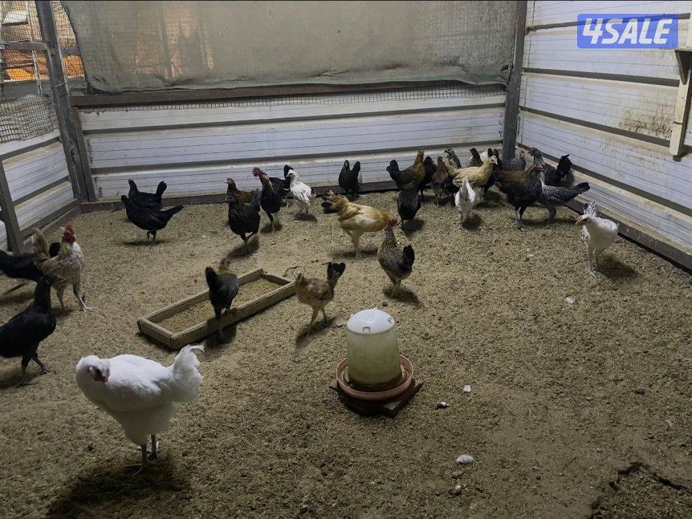 للبيع صيصان دجاج12