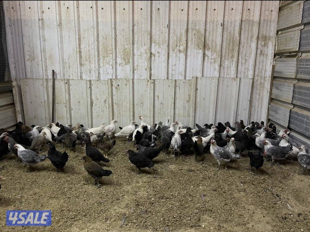 للبيع صيصان دجاج13