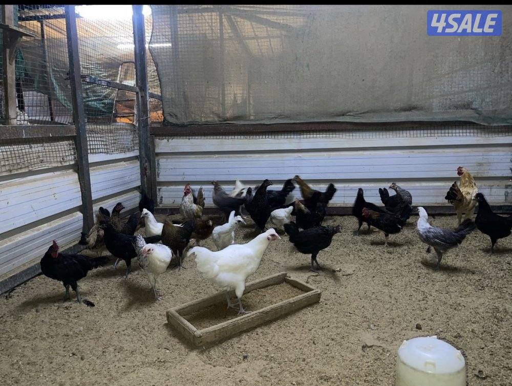 للبيع صيصان دجاج14