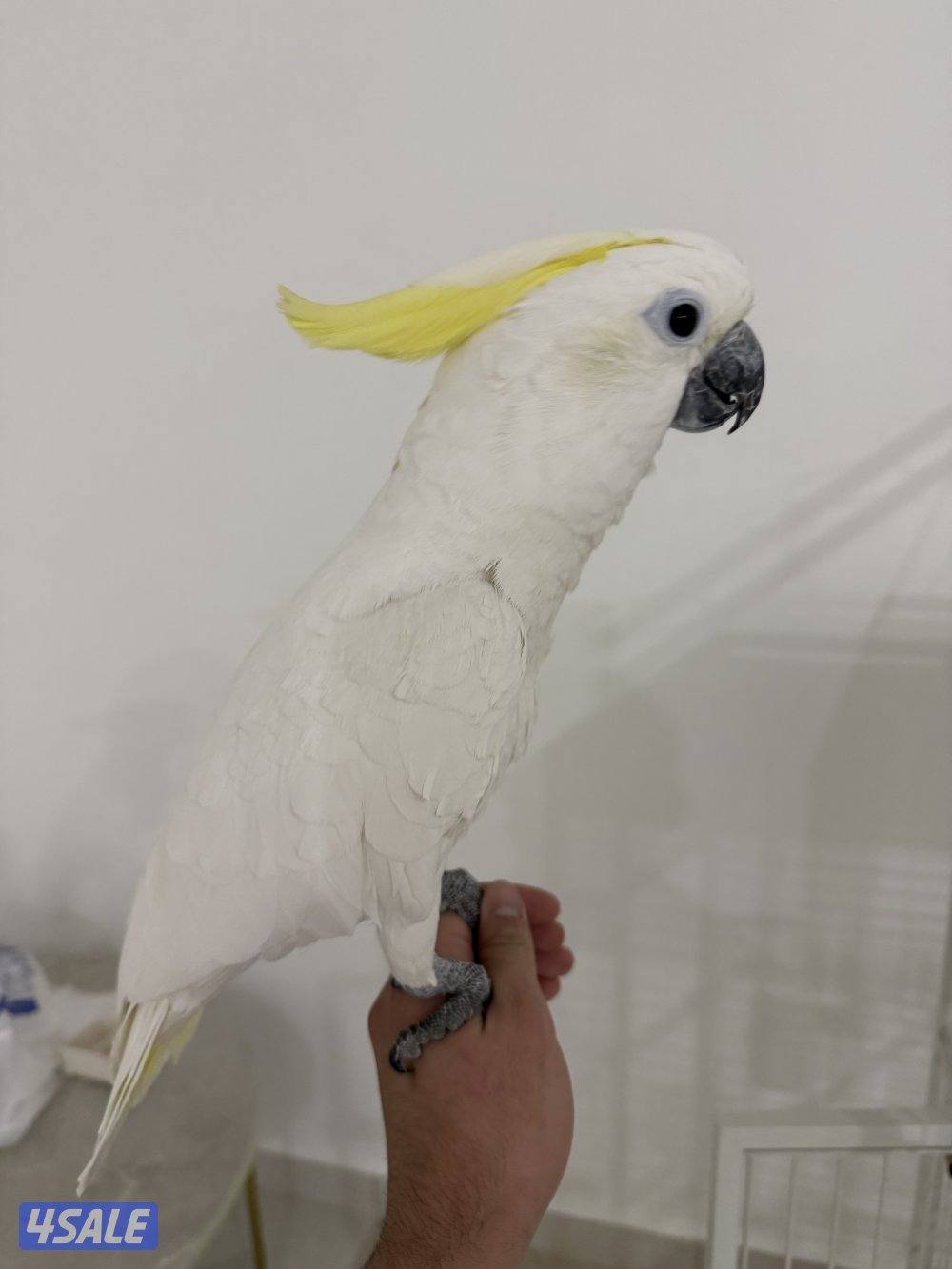 بغباء كوكاتو انتاج الكويت0