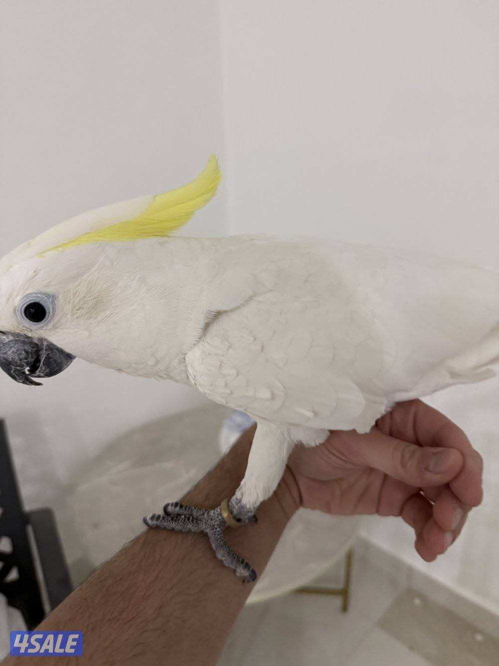 بغباء كوكاتو انتاج الكويت1