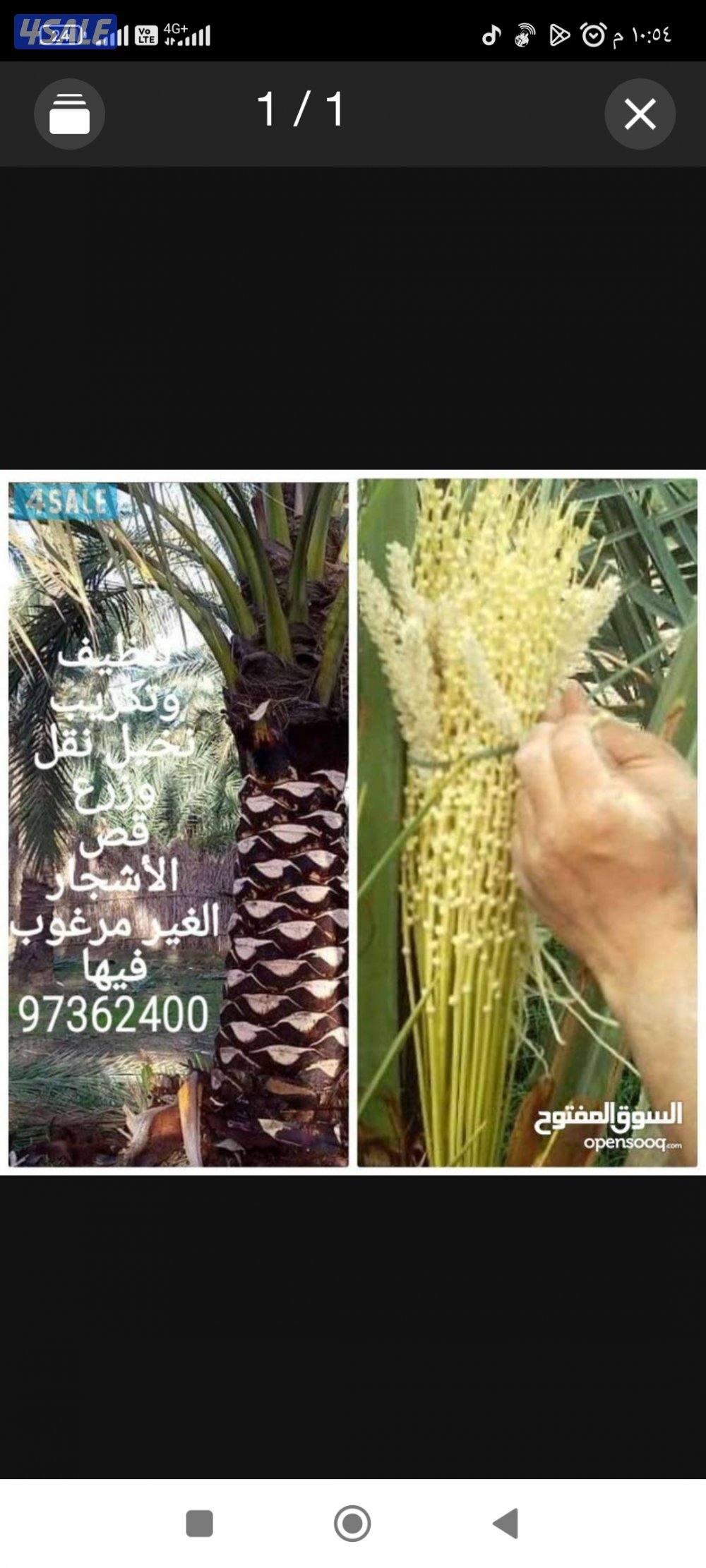 تنسيق حدائق وتلقيح وتنظيف وتكريب نخيل0