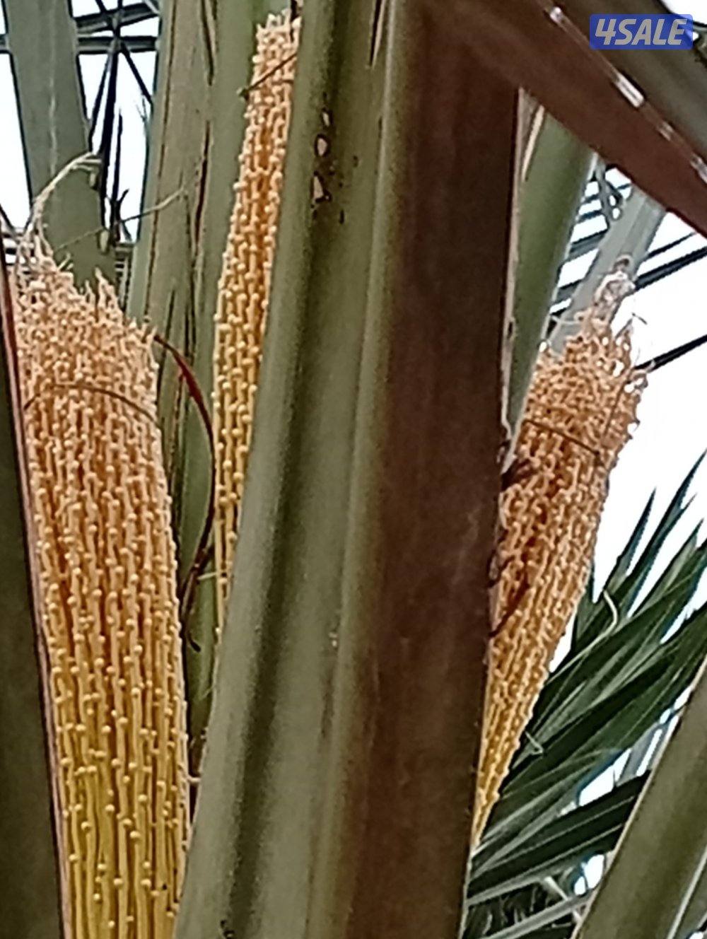 تنسيق حدائق وتلقيح وتنظيف وتكريب نخيل2