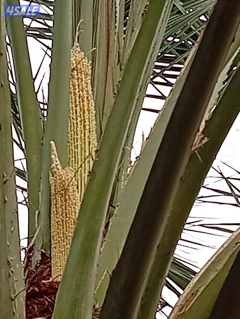 تنسيق حدائق وتلقيح وتنظيف وتكريب نخيل3