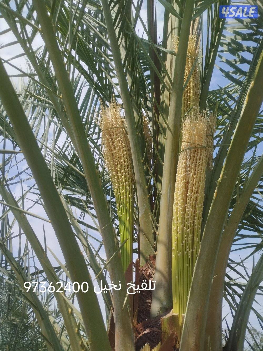 تنسيق حدائق وتلقيح وتنظيف وتكريب نخيل5