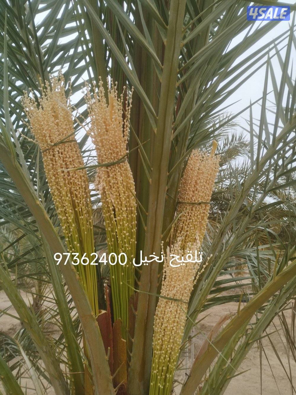 تنسيق حدائق وتلقيح وتنظيف وتكريب نخيل6