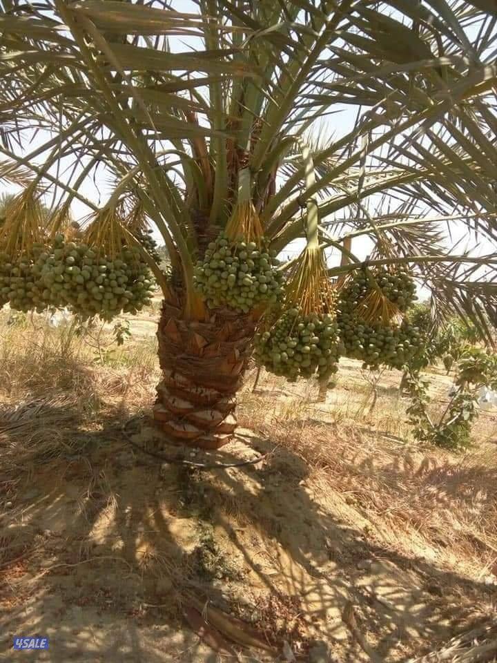 تنسيق حدائق وتلقيح وتنظيف وتكريب نخيل10