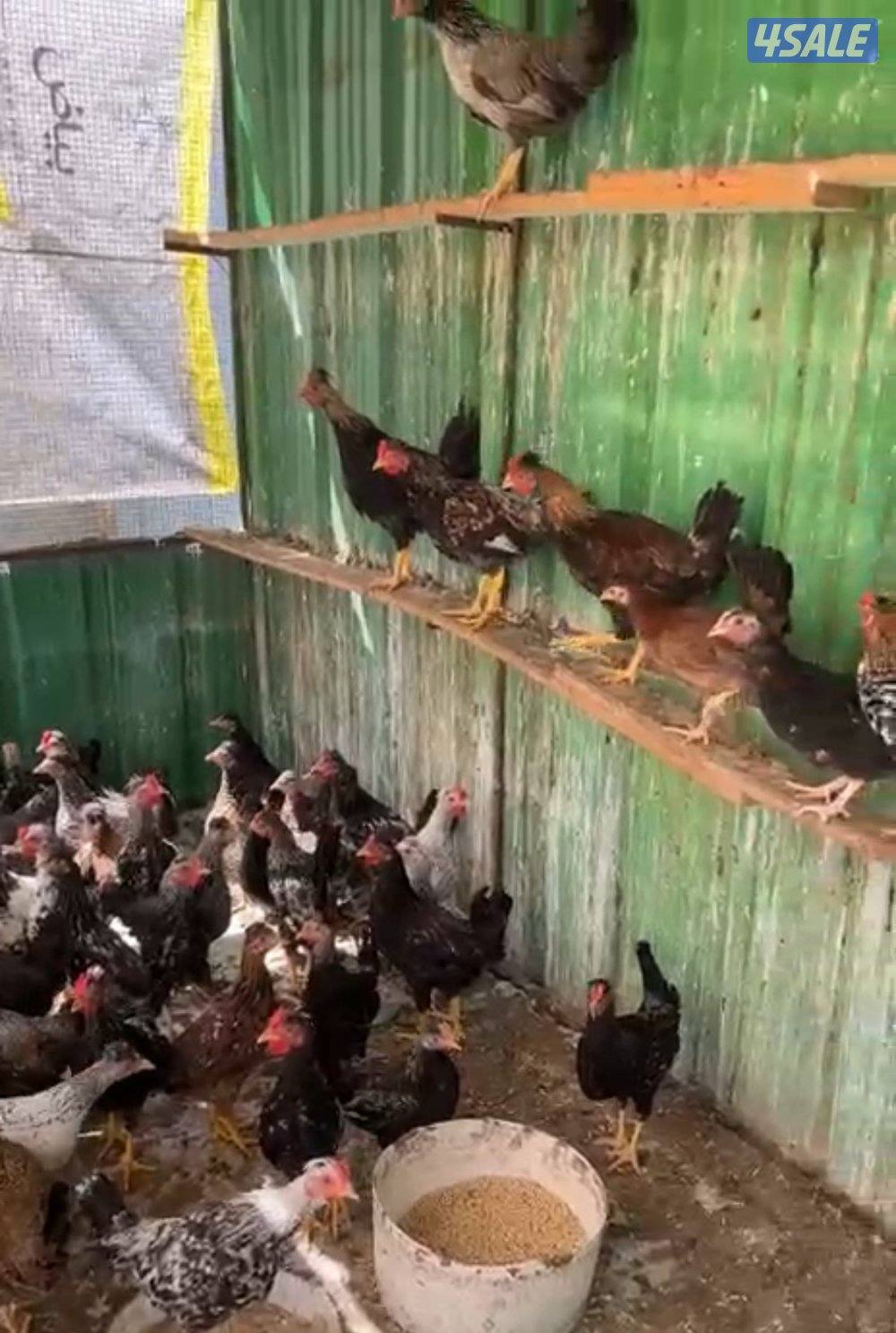 دجاج عربي قديم0