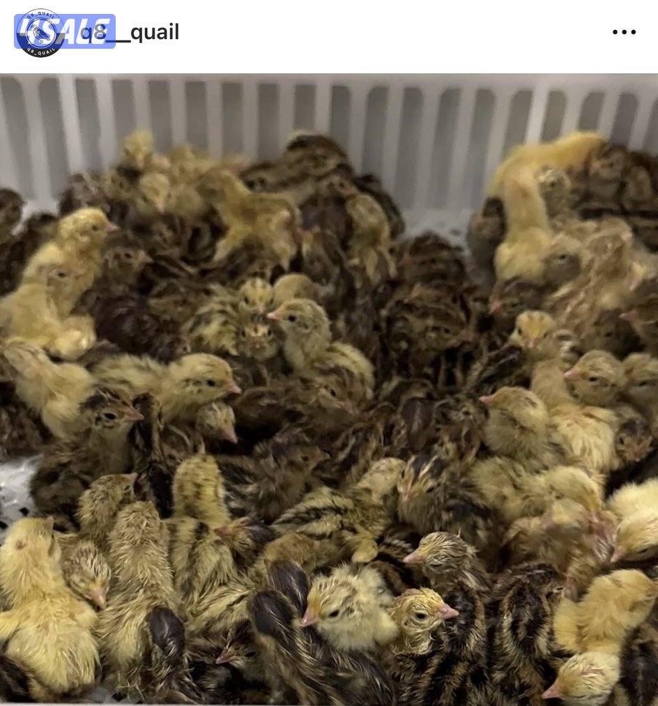 بيض فري و صيصان فري وفري كبار3