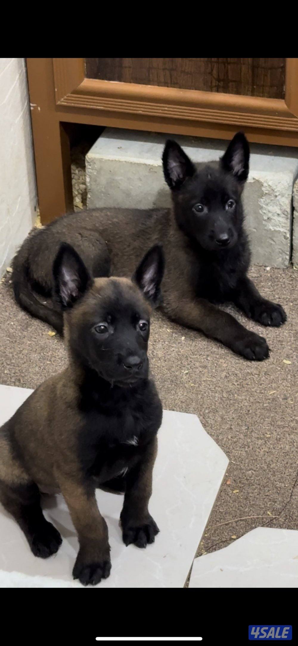 للبيع مالينو مستوى جدا عالي اعمارهم 45 يوم للجادين فقط0