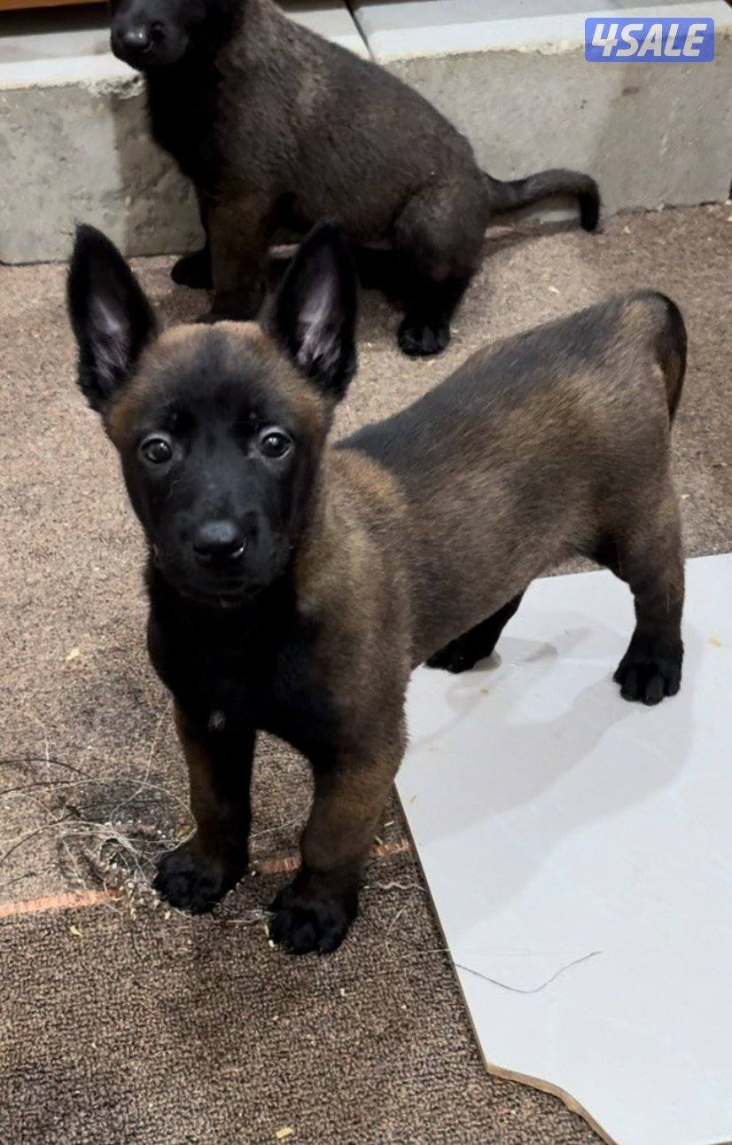 للبيع مالينو مستوى جدا عالي اعمارهم 45 يوم للجادين فقط2