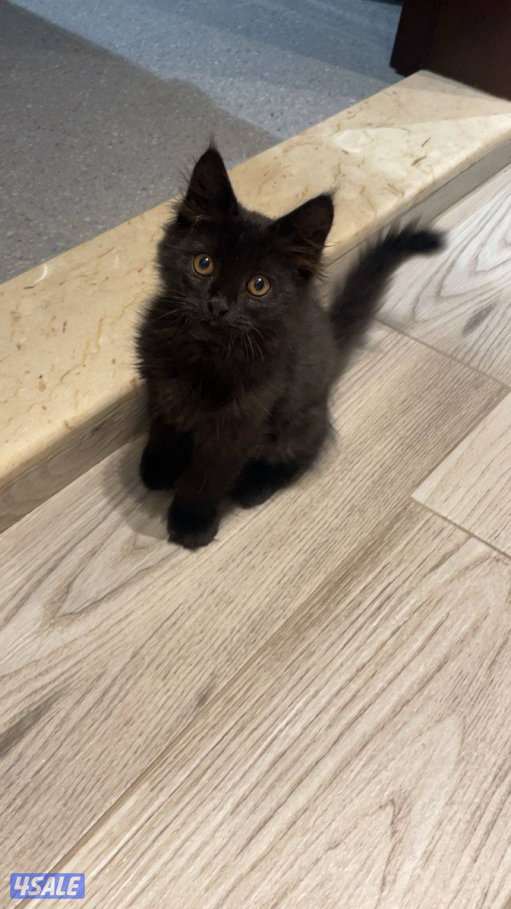 للتبني قطه صغيرة0