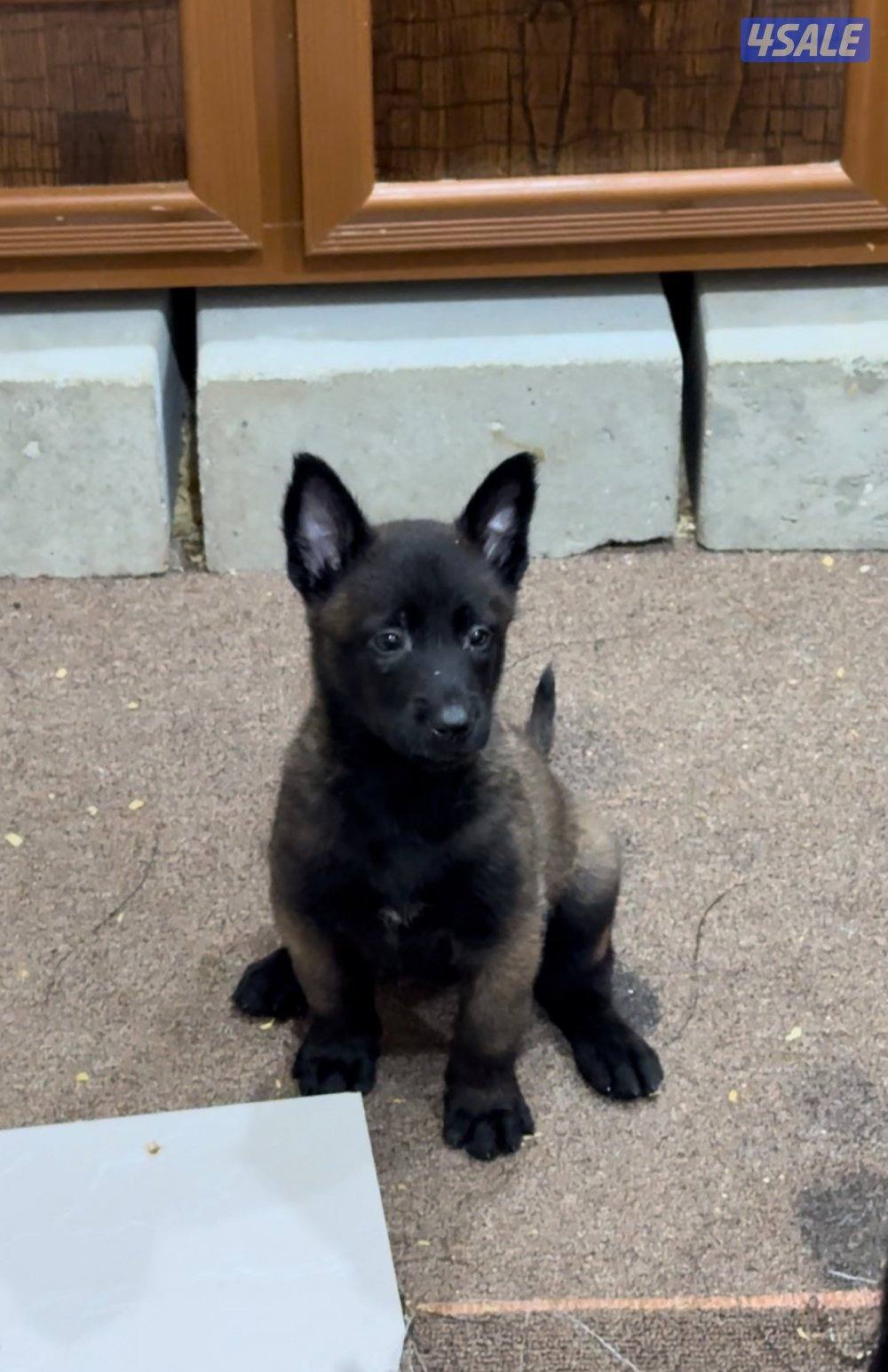 للبيع مالينو مستوى جدا عالي العمر 45 يوم0