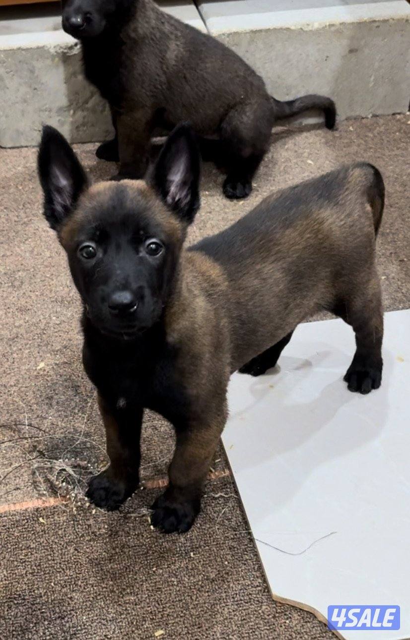 للبيع مالينو مستوى جدا عالي العمر 45 يوم1