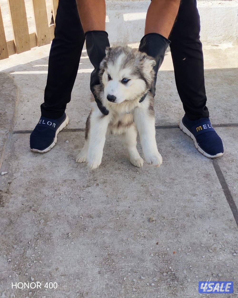 Siberian Husky’s 3-4months0