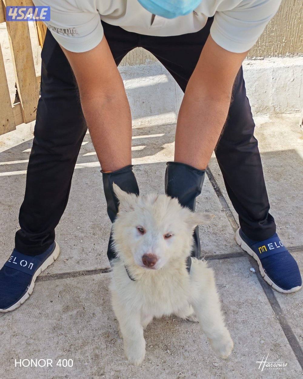 Siberian Husky’s 3-4months1