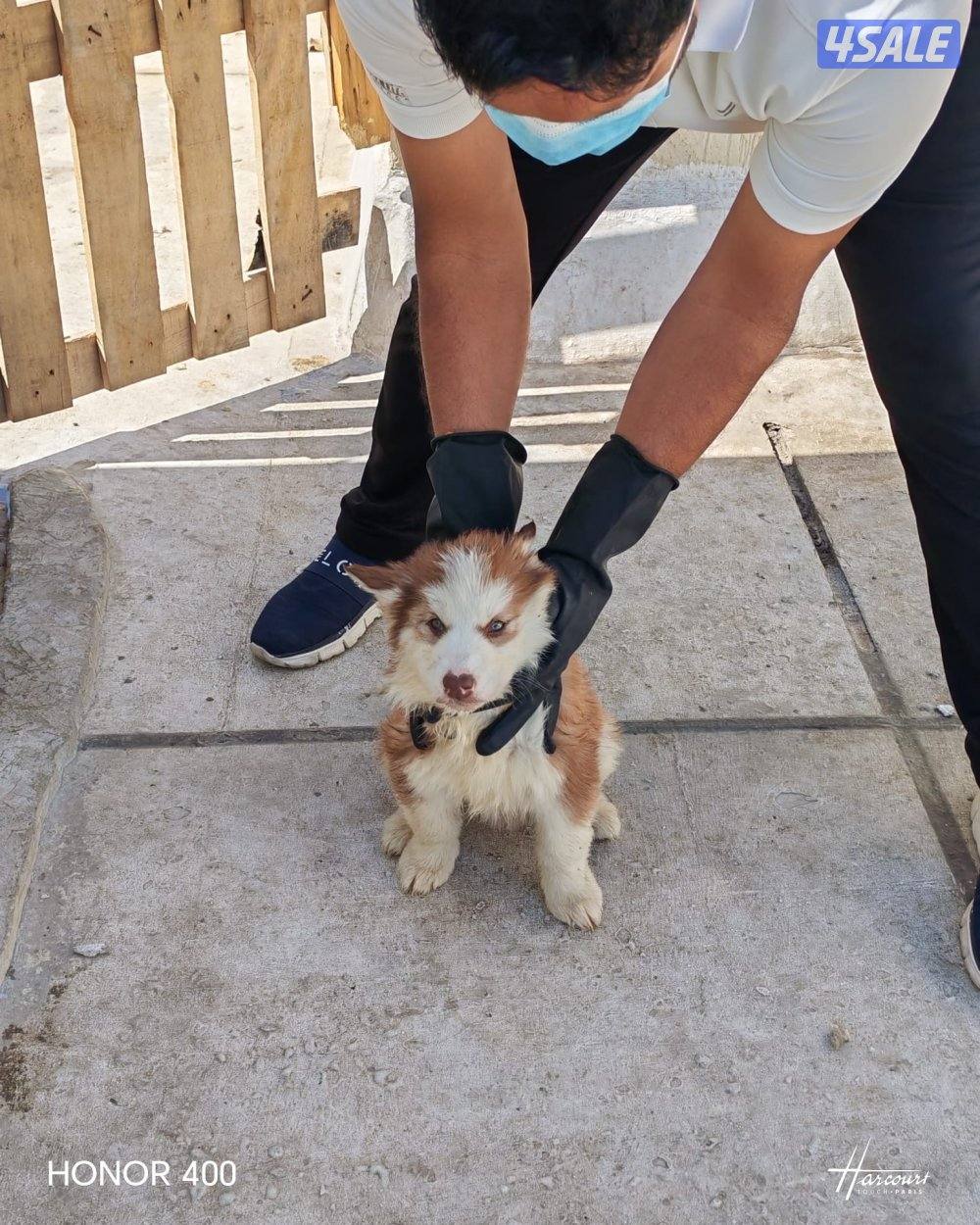 Siberian Husky’s 3-4months2