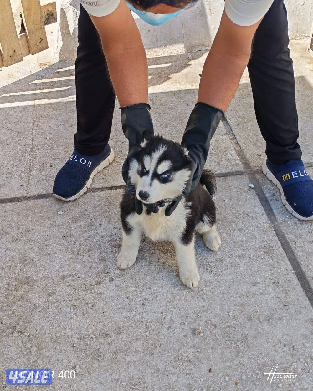 Siberian Husky’s 3-4months3