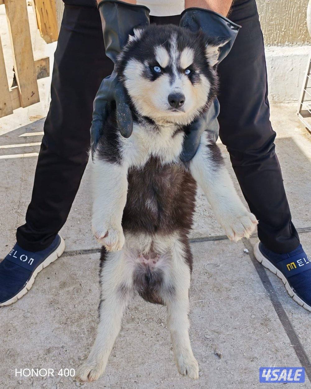 Siberian Husky’s 3-4months4