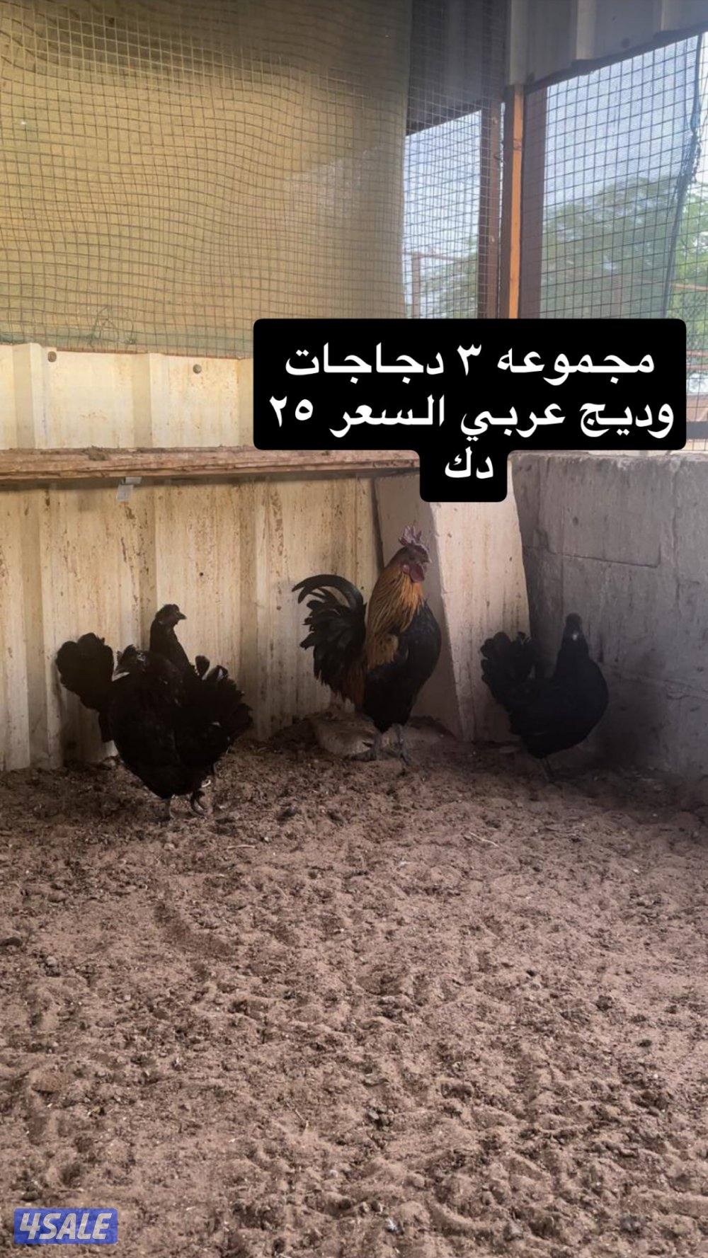 مجاميع دجاج1