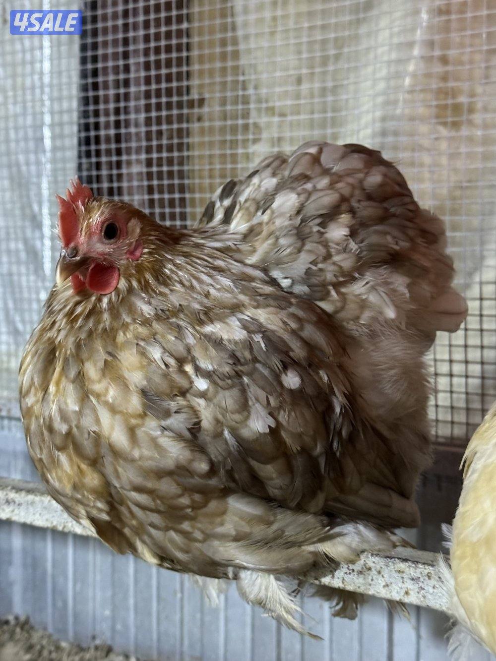 مطلوب دجاج كوشن0