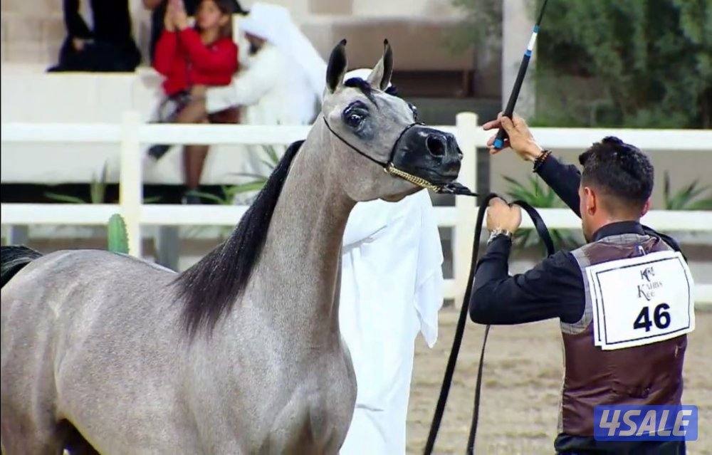 مهره شو مصريه . تواصل واتس0