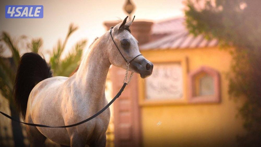 مهره شو مصريه . تواصل واتس1