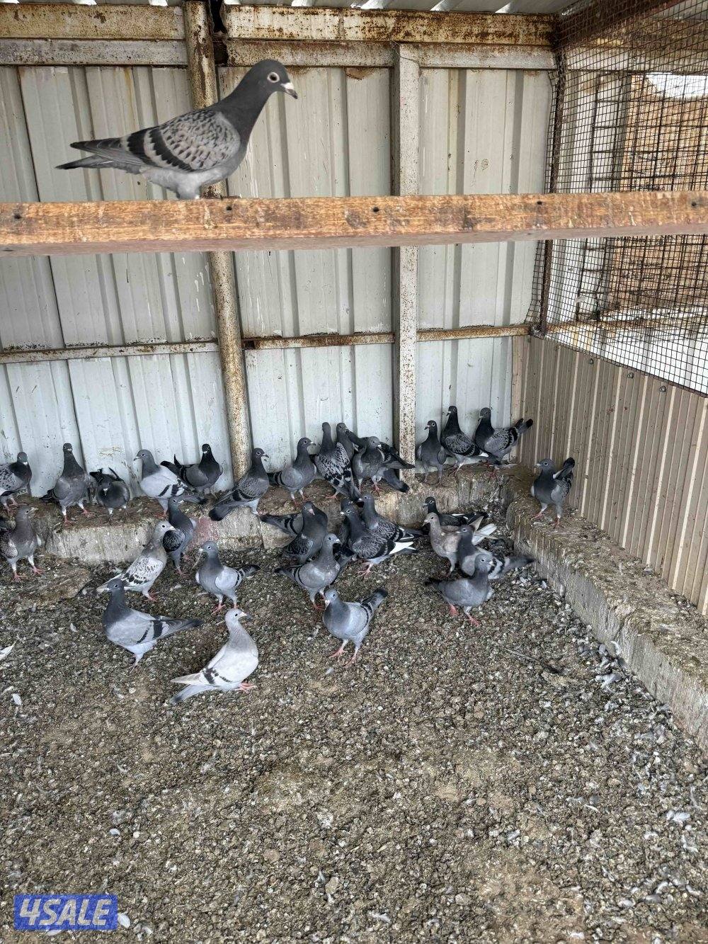 طبه زواجل شذري شرط صحه وسمان0