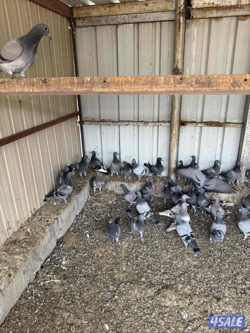 طبه زواجل شذري شرط صحه وسمان1