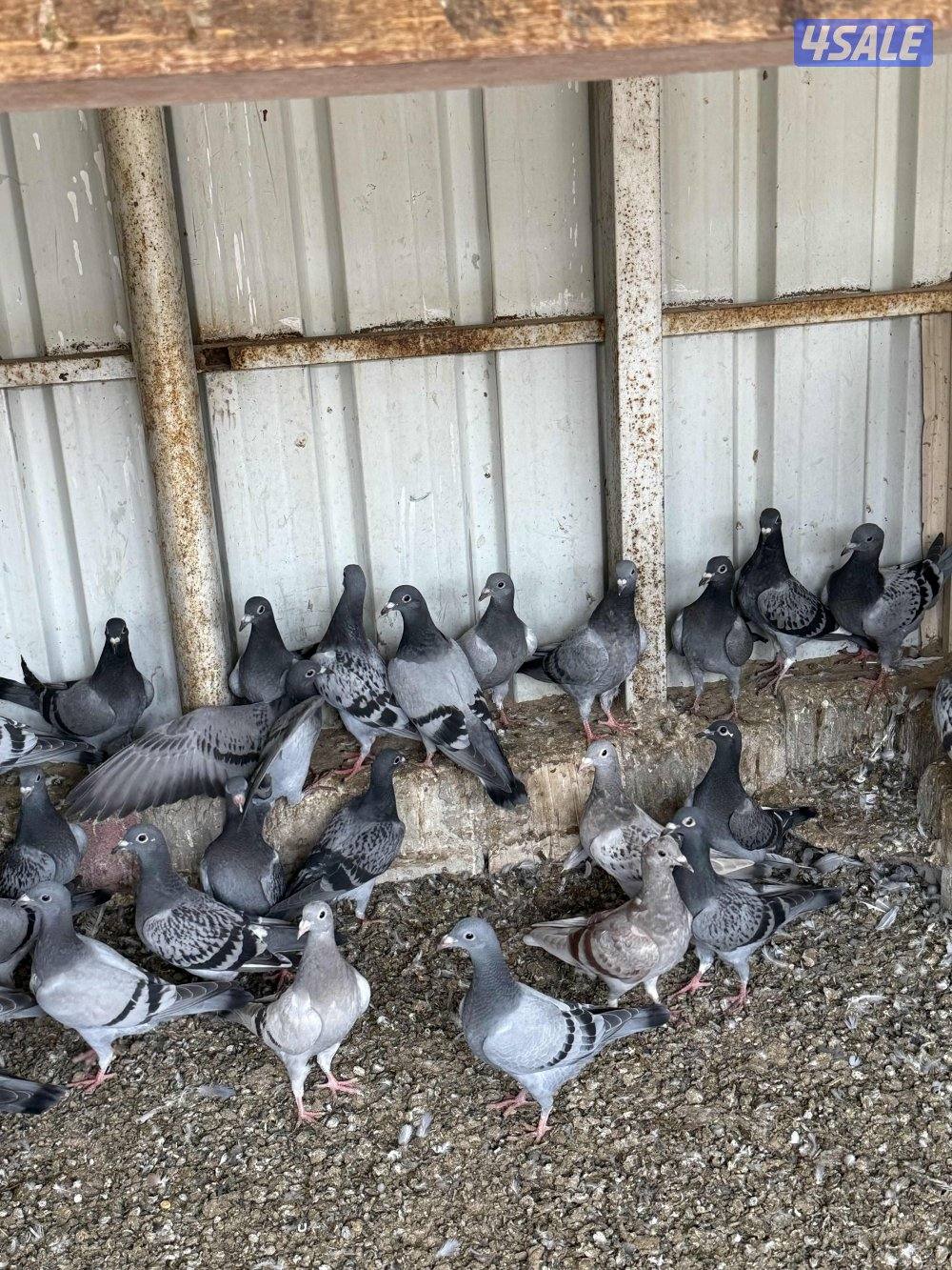 طبه زواجل شذري شرط صحه وسمان2