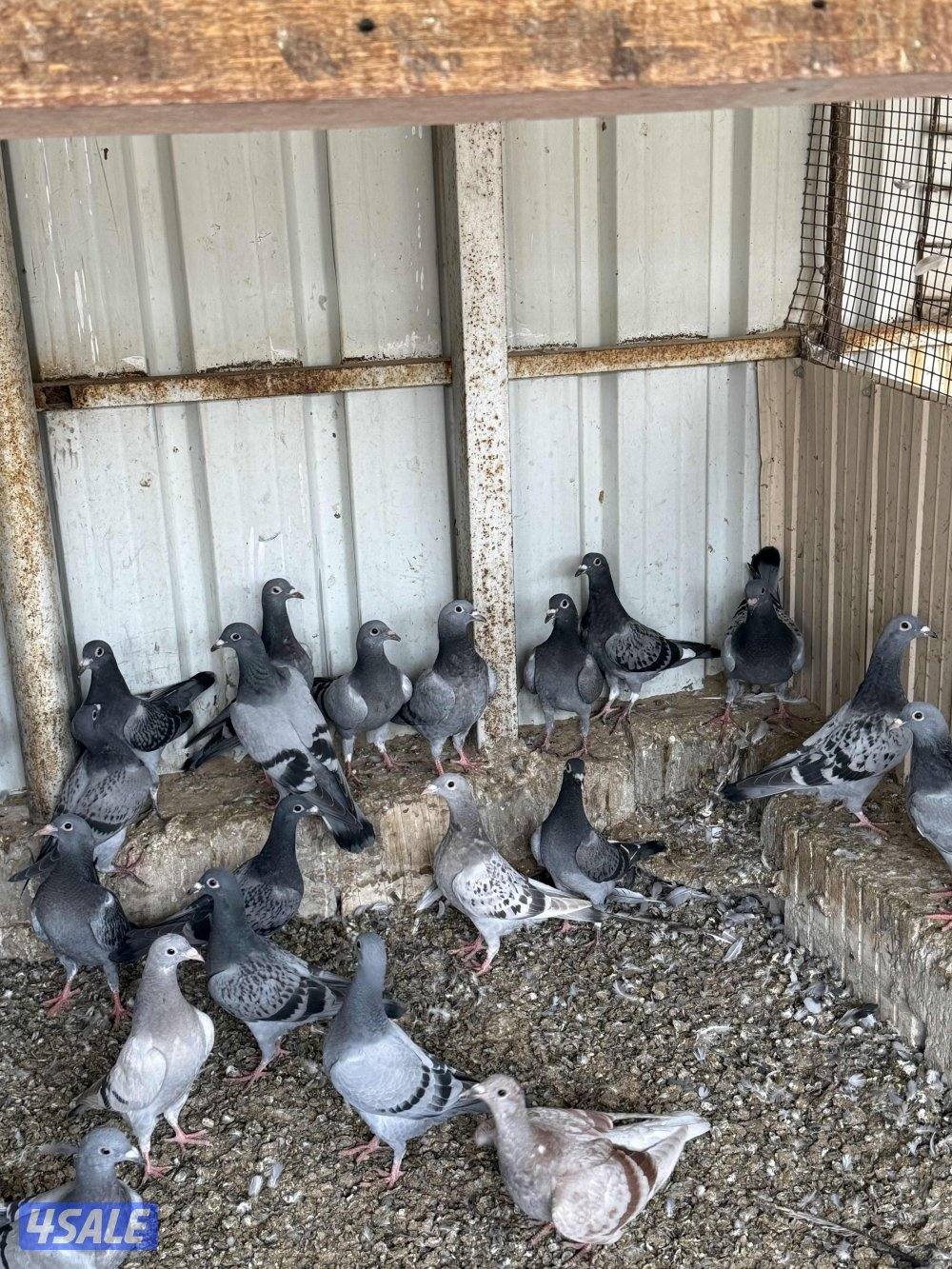 طبه زواجل شذري شرط صحه وسمان3