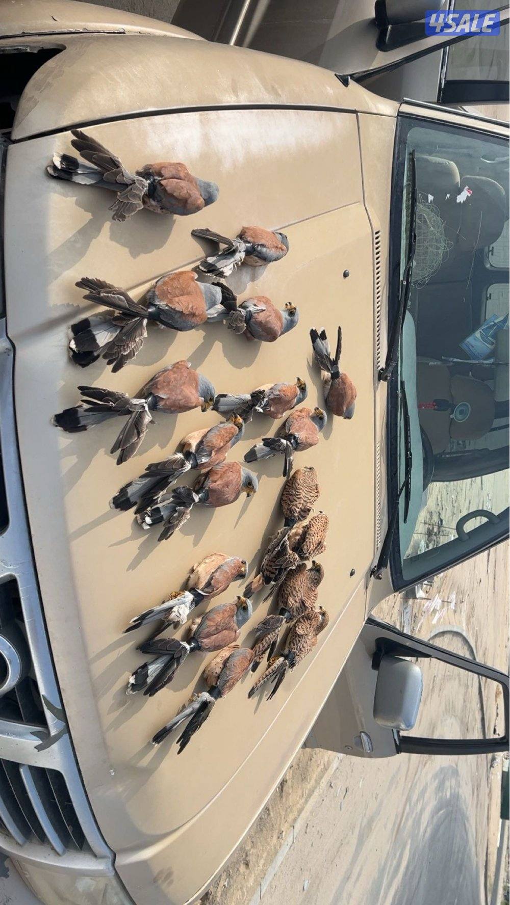 طيور جارحة0