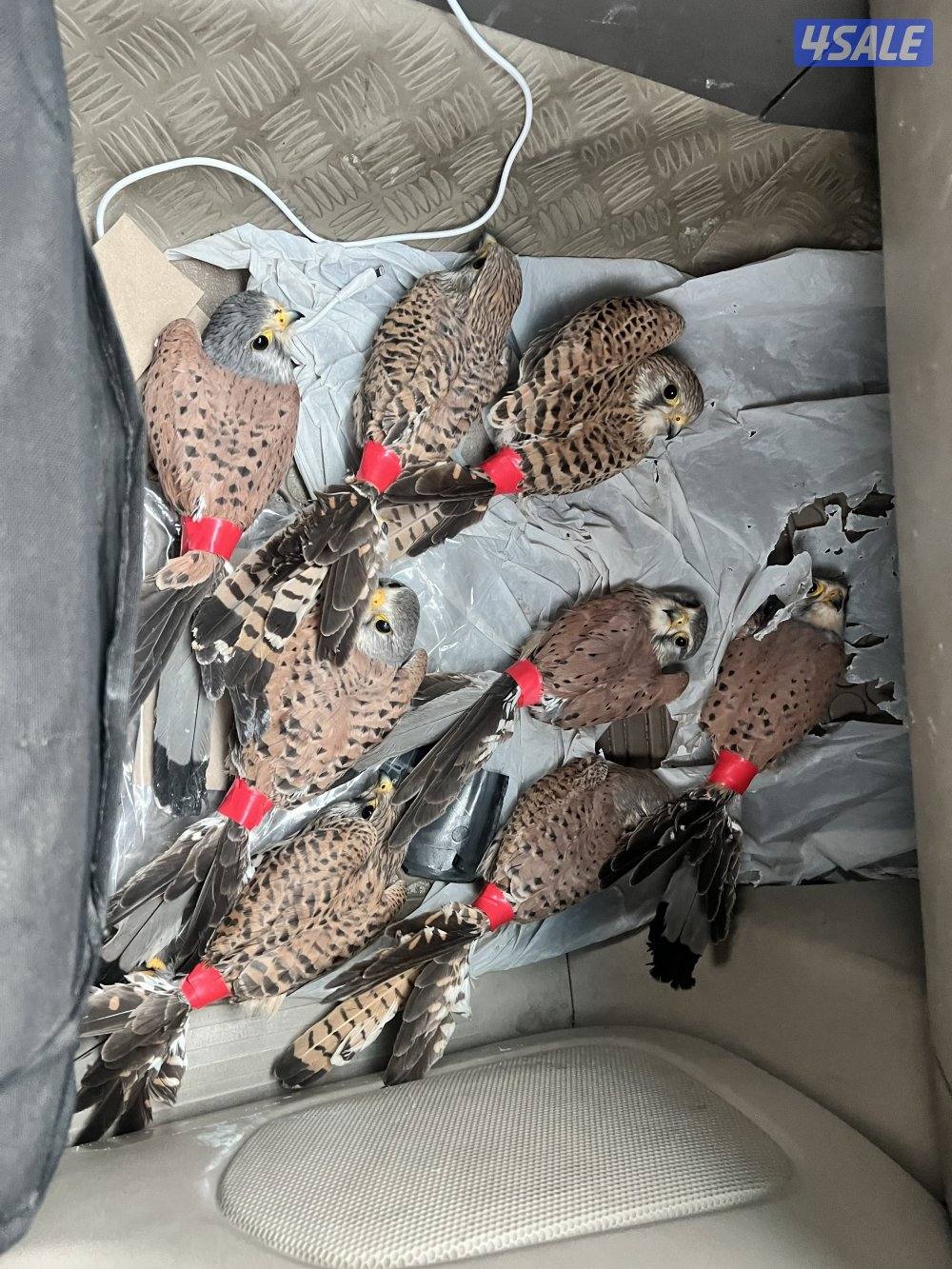 طيور جارحة2