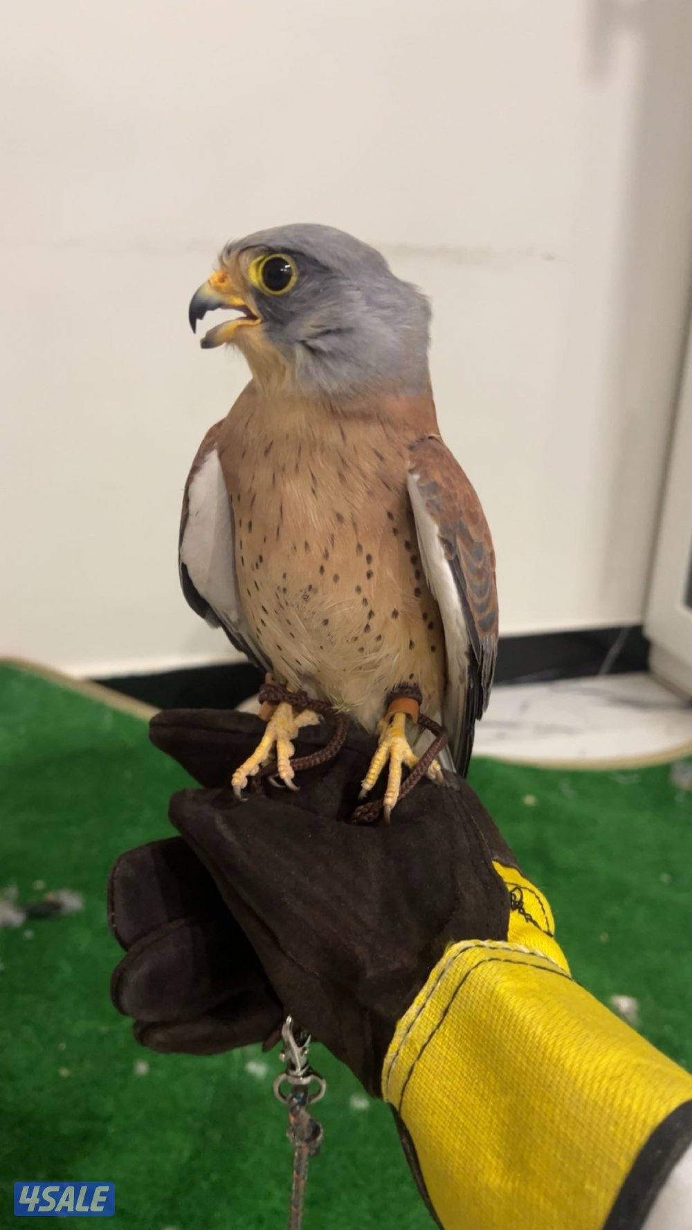 طيور جارحة3