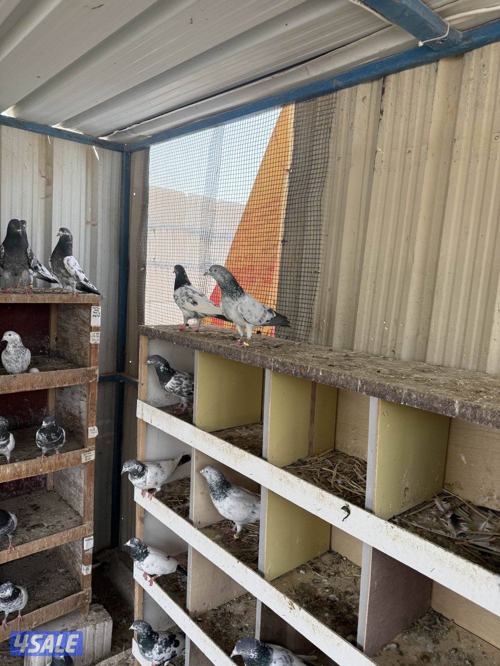 حمام باكستاني طيار بيور0