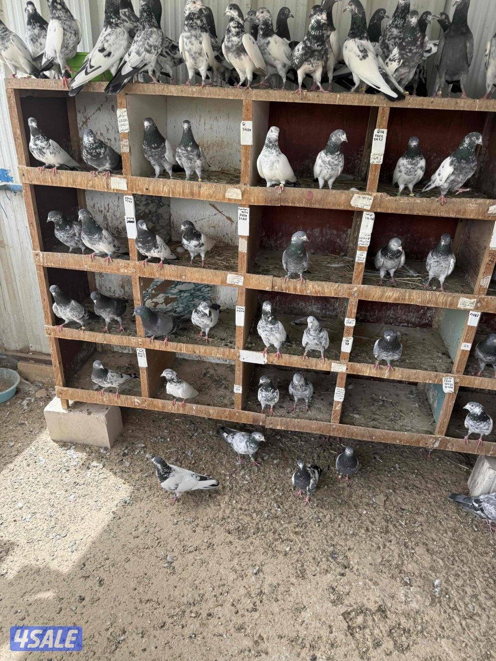 حمام باكستاني طيار بيور1