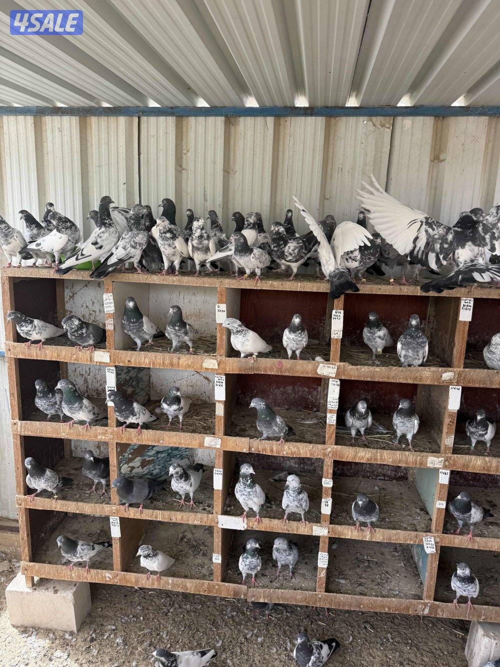 حمام باكستاني طيار بيور2