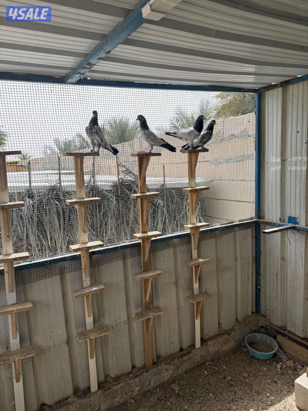 حمام باكستاني طيار بيور3