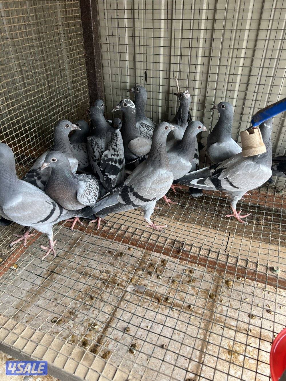 البيع طبات حمام زاجل0