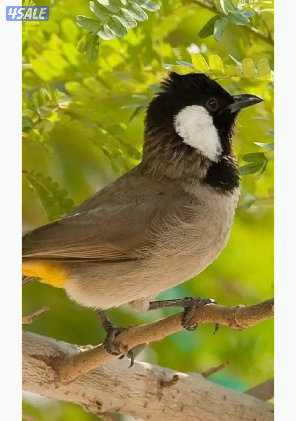 دفعه بلابل0