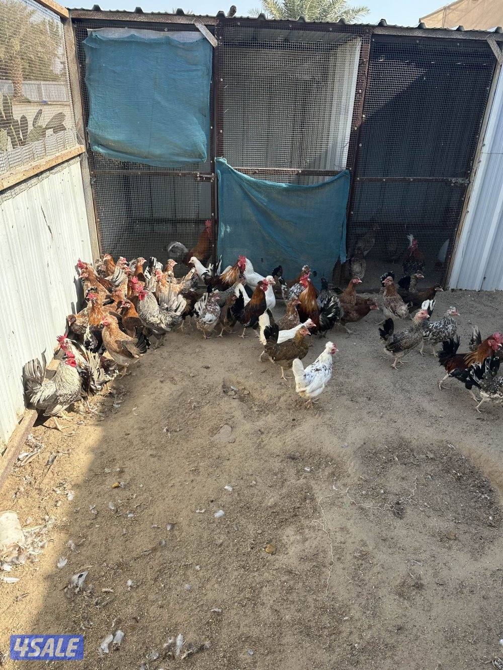 دجاج عربي حبيشيات مزارع الوفره1